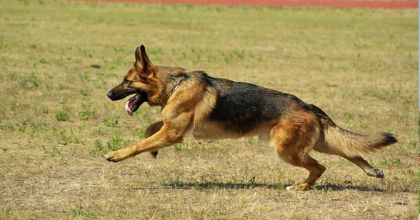 警察犬って何してるの 警察犬に向いている犬種と仕事内容とは